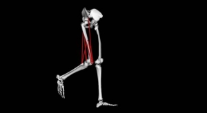 Biomechanics_Model_1